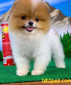 AA Kalite Safkan  Pomeranian Oğlumuz 1
