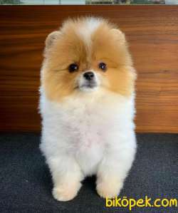AA Kalite Safkan  Pomeranian Oğlumuz 4