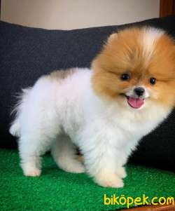 AA Kalite Safkan  Pomeranian Oğlumuz 3