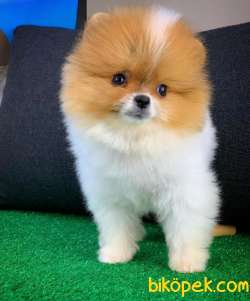 AA Kalite Safkan  Pomeranian Oğlumuz 2
