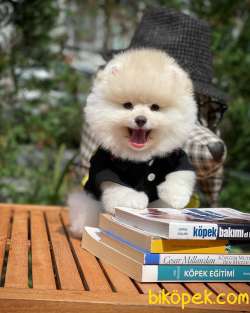 AA Kalite Safkan  Pomeranian Oğlumuz 1