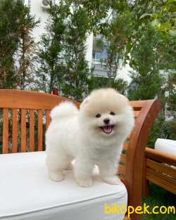 AA Kalite Safkan  Pomeranian Oğlumuz 3