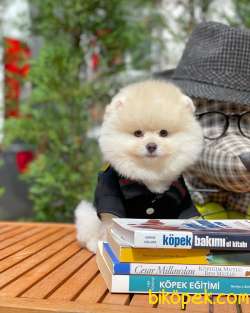 AA Kalite Safkan  Pomeranian Oğlumuz 2
