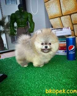 AA Kalite Safkan  Pomeranian Oğlumuz 3