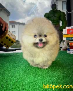 AA Kalite Safkan  Pomeranian Oğlumuz 4