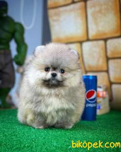 AA Kalite Safkan  Pomeranian Oğlumuz 1