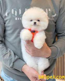 AA Kalite Safkan  Pomeranian Oğlumuz 1