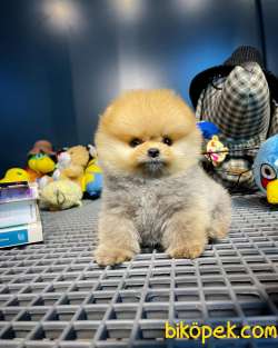 Çocuklarla Anlaşan Ayı Surat Pomeranian Boo Yavrularımız 3