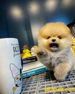 Çocuklarla Anlaşan Ayı Surat Pomeranian Boo Yavrularımız 1