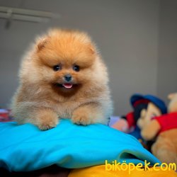 AA Kalite Safkan Pomeranian Oğlumuz ‘ VEGA’ 1