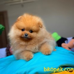 AA Kalite Safkan Pomeranian Oğlumuz ‘ VEGA’ 2