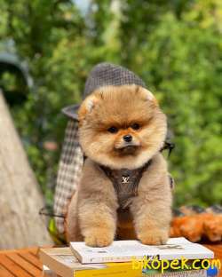 AA Kalite Tcup Yakışıklı Pomeranian Oğlumuz BOB 4