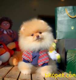AA Kalite Tcup Yakışıklı Pomeranian Oğlumuz FANTA 2