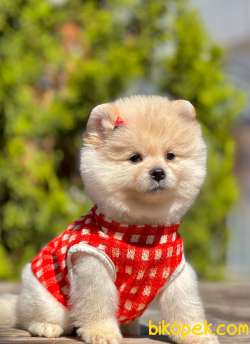 AA Show Kalite Safkan Sıfır Boy Büyümeyen Teacup Pomeranian Boo 3