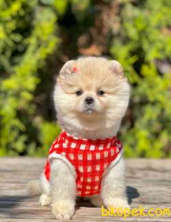 AA Show Kalite Safkan Sıfır Boy Büyümeyen Teacup Pomeranian Boo 4