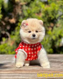 AA Show Kalite Safkan Sıfır Boy Büyümeyen Teacup Pomeranian Boo 2
