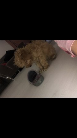 Mini Minnak Toy Poodle 2