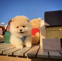 Yeni Gelen TeddyBear PomeranianBoo Yavrularımızdan 2