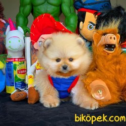 3 Aylık Erkek Kahve PomeranianBoo 2