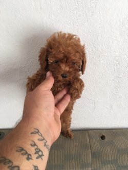 Red Poodle 2