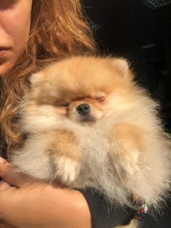 Secereli Dişi Pomeranian Bo 1