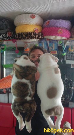 İNGİLİZ BULDOG 5