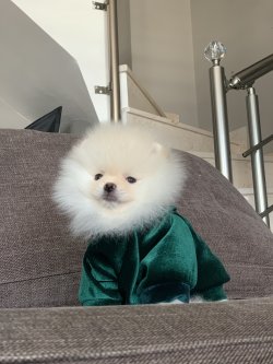 Minyatür Pomeranian Yavrumuz Polo 2