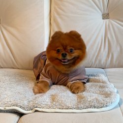 Pomeranian Boo Secereli Disi 1