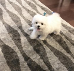 Xs Minyatür Maltese Terrier Yavrumuz 2