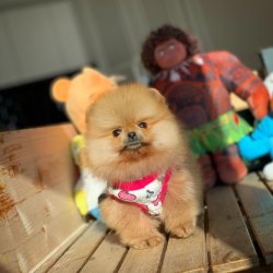 Güncel PomeranianBoo Yavrularımızdan 3