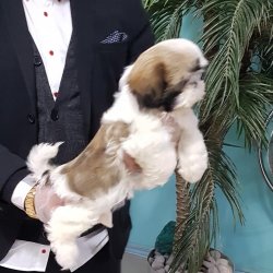 SHIH TZU YAVRULARI 2