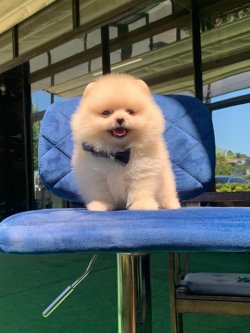 Orji̇nal Pomerani̇an Boo Yavrularımız 1