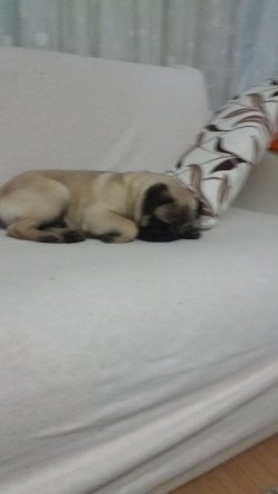 7 Aylık Pug Mobs 5