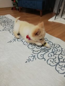 Pomerian  Spitz 5