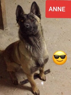 BURSADAN BELÇİKA MALİNOİS YAVRULAR 3