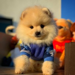 Orjinal  Teddybear Yüz Yapısına Sahip PomeranianBoo 2
