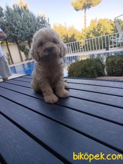 AB Pasaportlu Irk Ve Sağlık Garantili 4