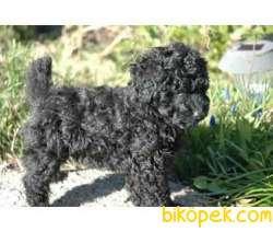 AB Pasaportlu Mikroçipli Black Poodle Yavrular 3