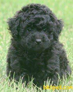 AB Pasaportlu Mikroçipli Black Poodle Yavrular 2