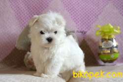 AB Pasaportlu Mikroçipli Korea Maltese Terrier Yavruları 3