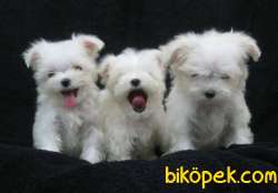 AB Pasaportlu Mikroçipli Korea Maltese Terrier Yavruları 2