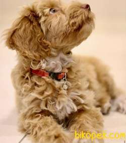 AB Pasaportlu Mikroçipli Maltipoo Yavrular 3