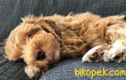AB Pasaportlu Mikroçipli Maltipoo Yavrular 4