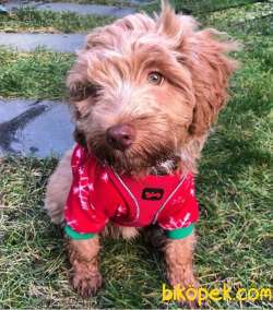 AB Pasaportlu Mikroçipli Maltipoo Yavrular 2