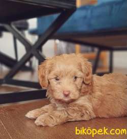 AB Pasaportlu Mikroçipli Maltipoo Yavrular 5