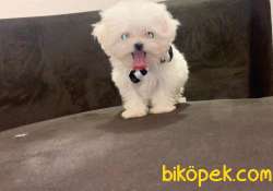 AB Pasaportlu Mikroçipli Scrli Maltese Terrier 1