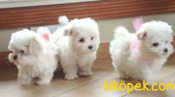 AB Pasaportlu Mikroçipli Scrli Maltese Terrier Yavruları 2
