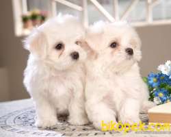 AB Pasaportlu Mikroçipli Scrli Maltese Terrier Yavruları 1