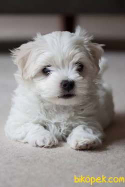 AB Pasaportlu Mikroçipli Scrli Maltese Terrier Yavruları 3