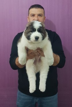 Dev Kafkas Çoban Yavrulsrı 3